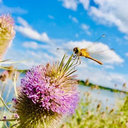 #terracota’s Retro House, Near Lac Du Der ! *
