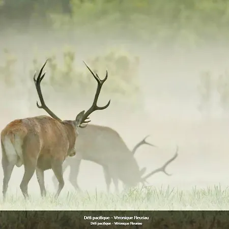 #terracota’s Retro House, Near Lac Du Der ! Appartement *