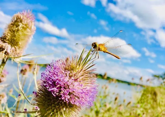 #terracota's Retro House, Near Lac Du Der ! *